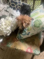 Zuri, a female Yorkshire Terrier for sale in Macon, GA – 2 of 6