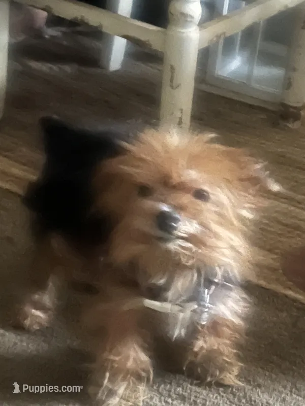 Zuri – Yorkshire Terrier puppy for sale in Macon, GA