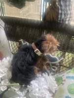 Zuri, a female Yorkshire Terrier for sale in Macon, GA – 3 of 6