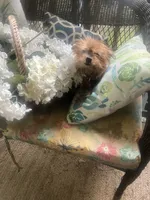 Zuri, a female Yorkshire Terrier for sale in Macon, GA – 4 of 6