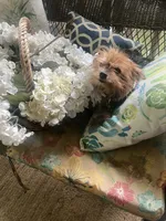 Zuri, a female Yorkshire Terrier for sale in Macon, GA – 6 of 6