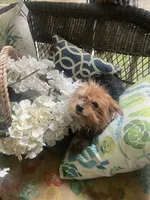 Zuri, a female Yorkshire Terrier for sale in Macon, GA – 5 of 6