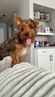 Teddy , a male Yorkshire Terrier for sale in Kenosha, WI – Photo 3 of 5