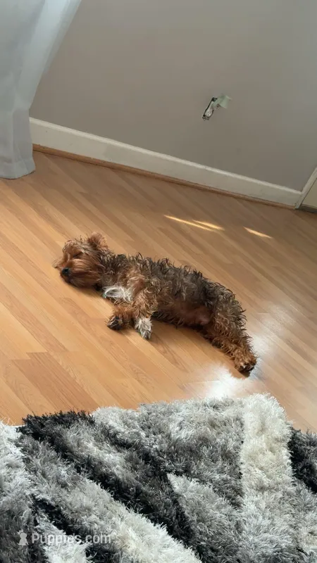 Teddy  – Yorkshire Terrier puppy for sale in Kenosha, WI