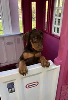 Mocha, a female Doberman Pinscher for sale in Palmdale, CA – Photo 1 of 3