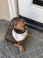 Mocha, a female Doberman Pinscher for sale in Palmdale, CA – Photo 3 of 3