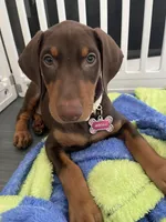 Mocha, a female Doberman Pinscher for sale in Palmdale, CA – Photo 2 of 3