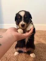 Uzi, a male Australian Shepherd for sale in Apple Grove, WV – 4 of 10