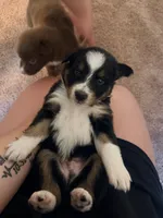 Uzi, a male Australian Shepherd for sale in Apple Grove, WV – 7 of 10