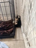 Uzi, a male Australian Shepherd for sale in Apple Grove, WV – 9 of 10