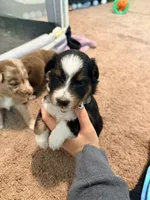 Uzi, a male Australian Shepherd for sale in Apple Grove, WV – 6 of 10