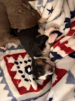 Uzi, a male Australian Shepherd for sale in Apple Grove, WV – 3 of 10