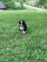 Uzi, a male Australian Shepherd for sale in Apple Grove, WV – 2 of 10