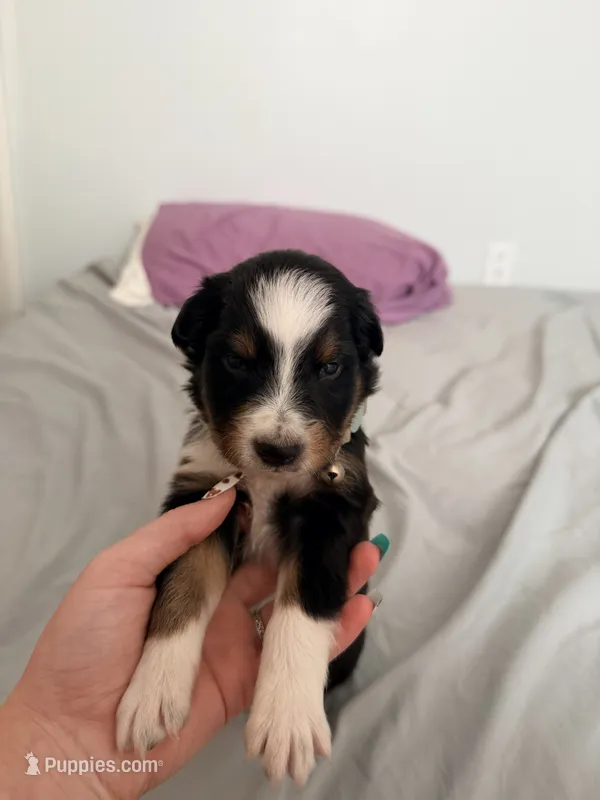 Uzi – Australian Shepherd puppy for sale in Apple Grove, WV
