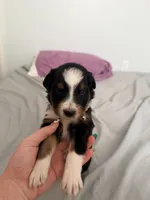 Uzi, a male Australian Shepherd for sale in Apple Grove, WV – 1 of 10