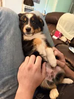 Uzi, a male Australian Shepherd for sale in Apple Grove, WV – 10 of 10