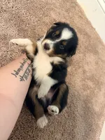 Uzi, a male Australian Shepherd for sale in Apple Grove, WV – 8 of 10