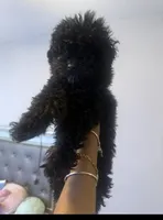 Storm, a  Poodle - Toy  for sale in Randallstown, MD – 1 of 1
