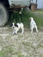 Liza, a female Brittany for sale in Lucedale, MS – 3 of 5