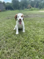 Liza, a female Brittany for sale in Lucedale, MS – 2 of 5