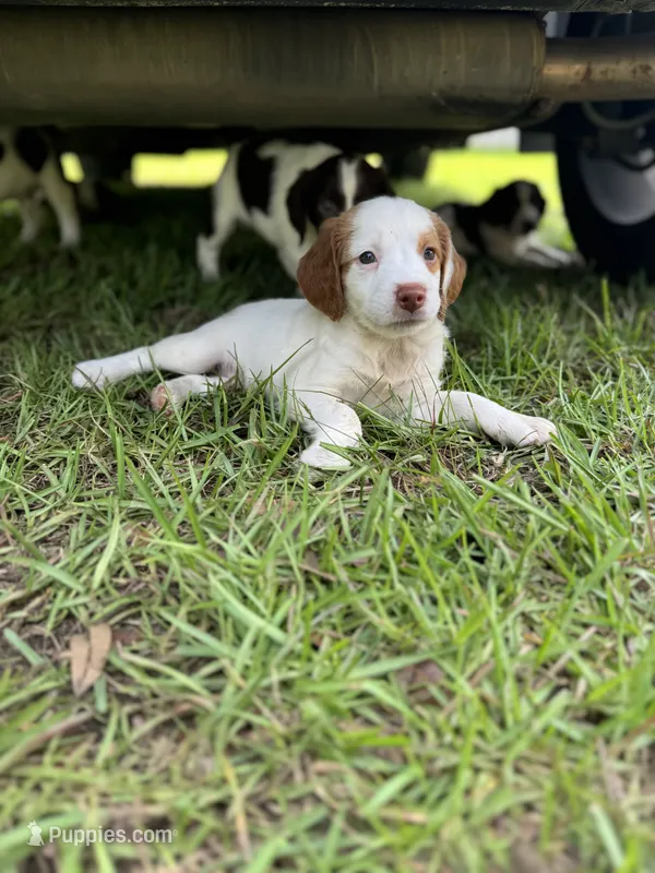 Liza – Brittany puppy for sale in Lucedale, MS