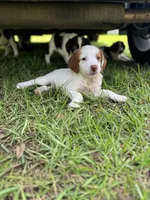Liza, a female Brittany for sale in Lucedale, MS – 1 of 5