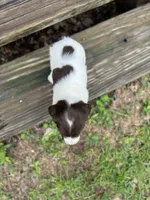 Milly , a female Brittany for sale in Lucedale, MS – 2 of 6