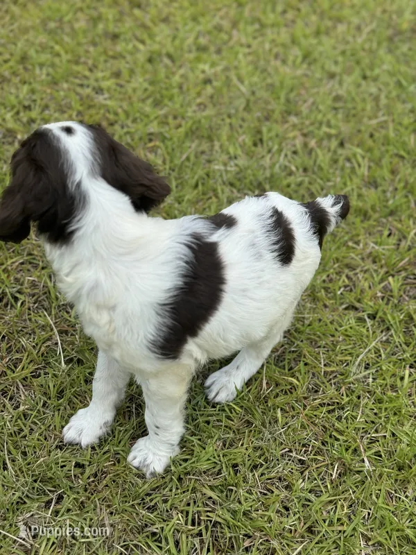 Frank – Brittany puppy for sale in Lucedale, MS