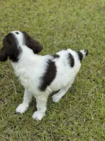 Frank, a male Brittany for sale in Lucedale, MS – 1 of 5