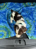 Adam, a male Brittany for sale in Lucedale, MS – 3 of 6