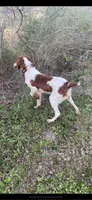 Adam, a male Brittany for sale in Lucedale, MS – 6 of 6