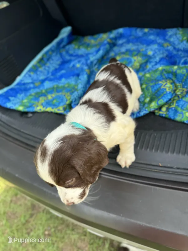 Adam – Brittany puppy for sale in Lucedale, MS