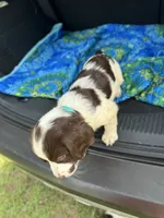 Adam, a male Brittany for sale in Lucedale, MS – 1 of 6
