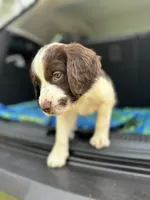 Adam, a male Brittany for sale in Lucedale, MS – 2 of 6