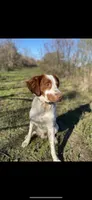 Adam, a male Brittany for sale in Lucedale, MS – 5 of 6
