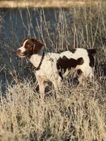 Adam, a male Brittany for sale in Lucedale, MS – 4 of 6