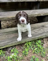 Milly , a female Brittany for sale in Lucedale, MS – 3 of 6