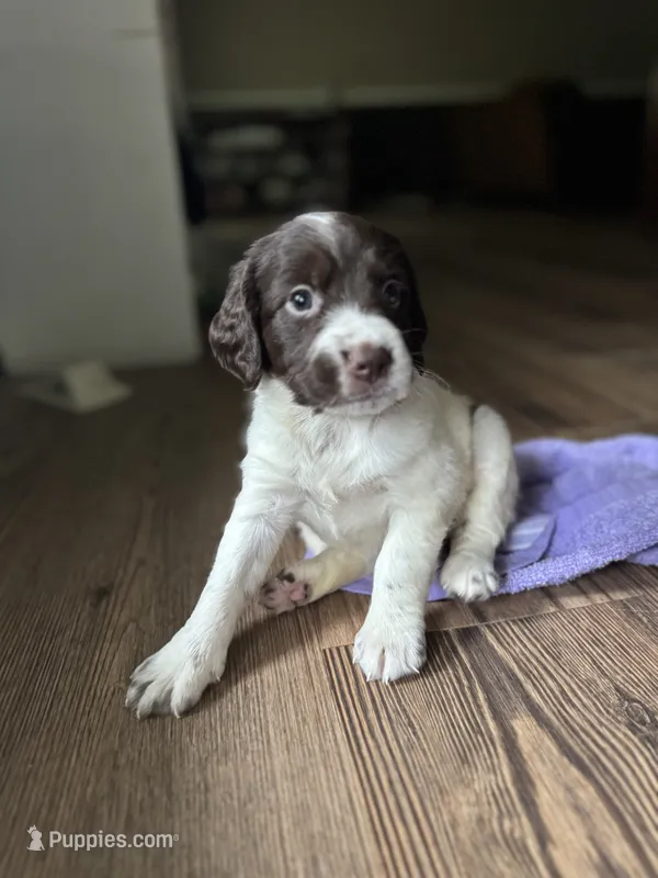 Milly  – Brittany puppy for sale in Lucedale, MS