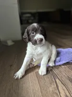 Milly , a female Brittany for sale in Lucedale, MS – 1 of 6