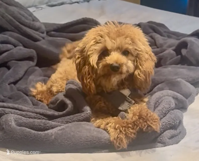 Luke – Cavapoo puppy for sale in Jersey City, NJ