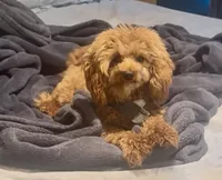 Luke, a male Cavapoo for sale in Jersey City, NJ – 1 of 3