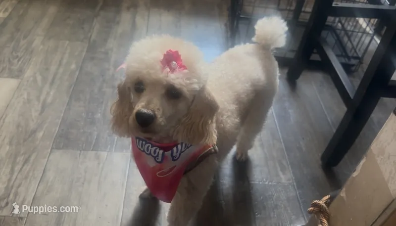 Miley – Poodle - Toy  puppy for sale in Jersey City, NJ