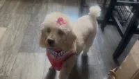 Miley, a female Poodle - Toy  for sale in Jersey City, NJ – 1 of 4