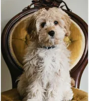 Leo, a male Cavapoo for sale in Bayonne, NJ – Photo 1 of 10