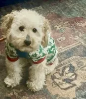 Leo, a male Cavapoo for sale in Bayonne, NJ – Photo 4 of 10