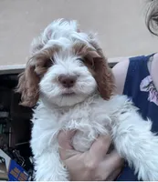 Leo, a male Cavapoo for sale in Bayonne, NJ – Photo 2 of 10