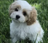Leo, a male Cavapoo for sale in Bayonne, NJ – Photo 7 of 10
