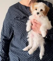 Leo, a male Cavapoo for sale in Bayonne, NJ – Photo 3 of 10