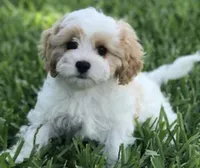 Leo, a male Cavapoo for sale in Bayonne, NJ – Photo 5 of 10