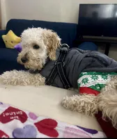 Leo, a male Cavapoo for sale in Bayonne, NJ – Photo 8 of 10